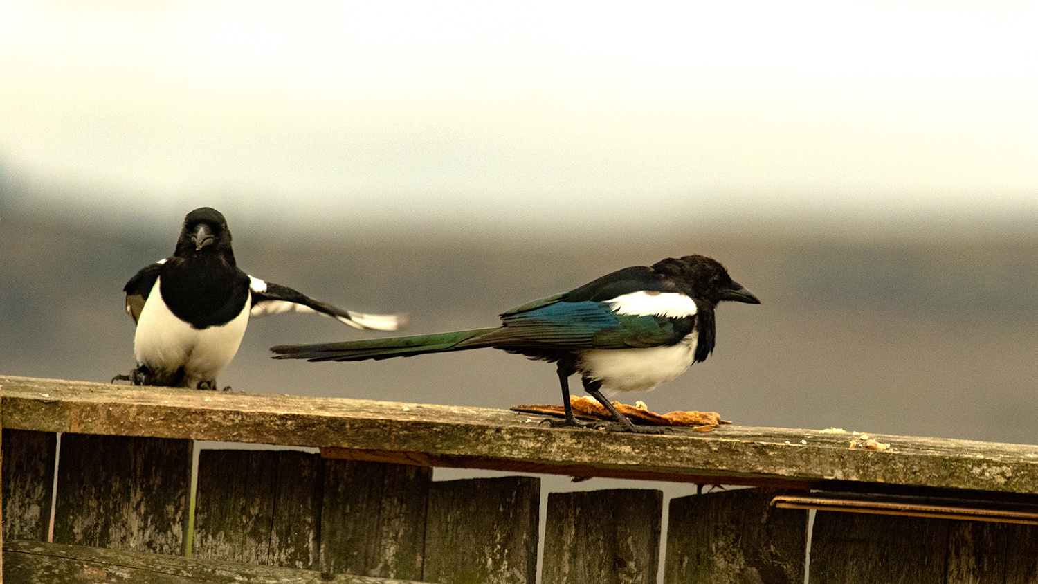 Eurasian Magpie